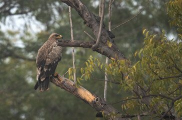 A Tawny eagle perched on a tree at Bhigwan bird sanctuary, Maharashtra, India