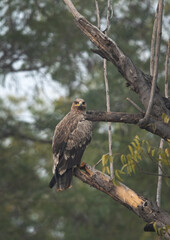Tawny eagle perched on a tree at Bhigwan bird sanctuary, Maharashtra, India