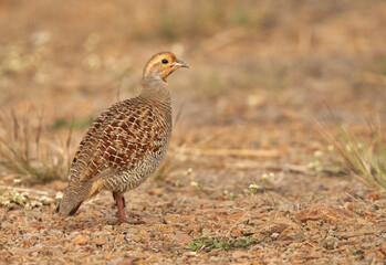Grey francolin on the ground at Bhigwan bird sanctuary, India