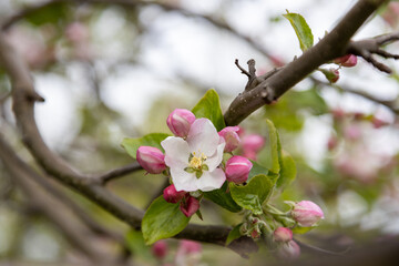 beautiful flowers of apple tree in spring