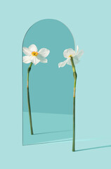 Narcissus flower reflecting in the mirror on the pastel blue background. Self awareness, pride...