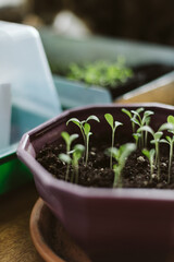 seedlings in a pot