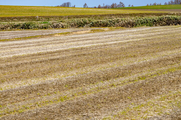 規則的に植えられ芽が出てきた牧草畑