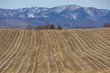 広大な北海道でどこまでも続くかのように見える発芽前の牧草地