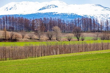 3段の防風林で色が分けられた広大な北海道の牧草地と奥にそびえる雪山
