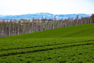 広大な牧草地帯と、防風林の向こうにも広がる雪が残った山