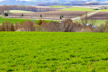 手前に広がる新芽で満ちた牧草畑と奥に広がる