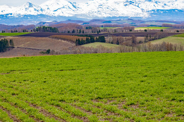 手前に広がる新芽で満ちた牧草畑と奥に広がる
