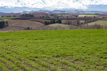 手前に広がる新芽で満ちた牧草畑と奥に広がる
