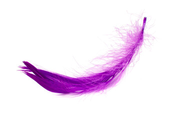 Violet elegant bird feather isolated on the white background