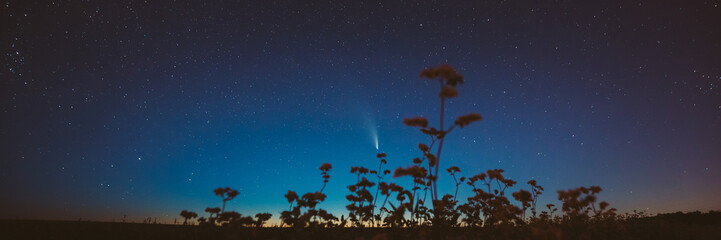 Comet Neowise C 2020 F3 In Night Starry Sky Above Flowering Buckwheat. summer Night Stars in blue colors.