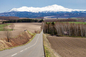 目の前にまっすぐ伸びる北海道の直線道路と左右に広がる牧草畑・針葉樹