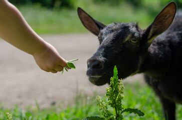 A little girl gives a green leaf to a black goat