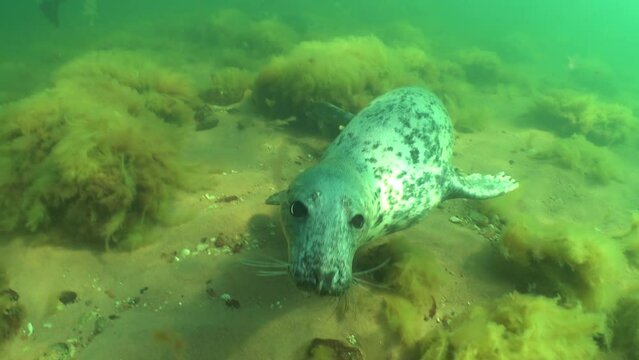 Grey seal (Halichoerus grypus) is swimming underwater then comes to kiss the camera in the&nbsp;Baltic Sea, Estonia.