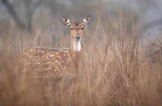 Portrait of a Cheetal in mid of grass at Ranthambore National Park, India.