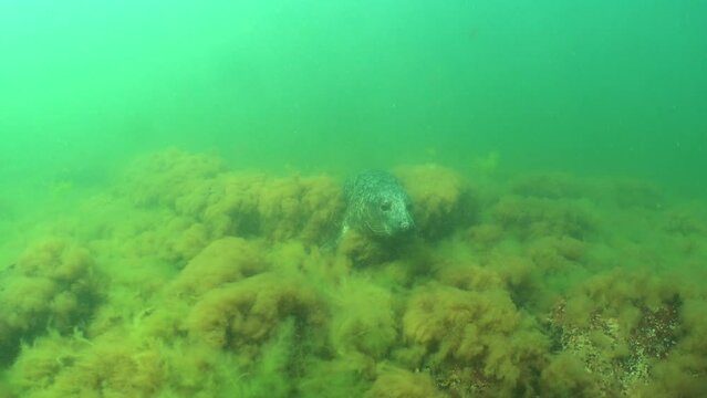 Grey seal (Halichoerus grypus) lies at the algae covered bottom then comes to kiss the camera in the Baltic Sea, Estonia.
