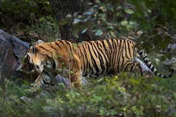 Naklejka na ściany i meble Closeup of a Tiger moving inside the jungle at Ranthambore Tiger Reserve, India