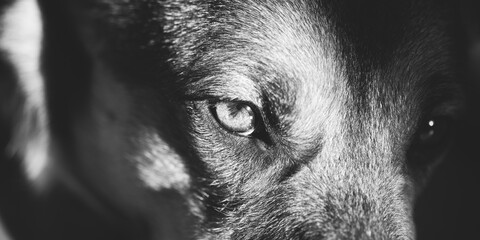 Close Up Eye Pupil Of Black Dog. Dogs Eye. black and white close up portrait.