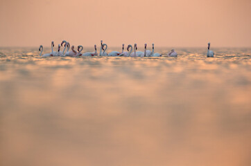 Greater Flamingos in the morning hours with dramatic bokeh of light on water, Asker coast, Bahrain