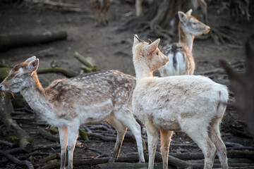 Rehe, Hirsche, Paarhufer in einem Gehege.