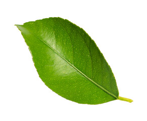 Fototapeta na wymiar Fresh green lemon leaf isolated on white background.
