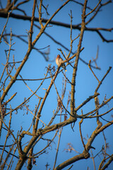 Portrait eines Bluthänfling, eines Hänflings auf einem Baum.

