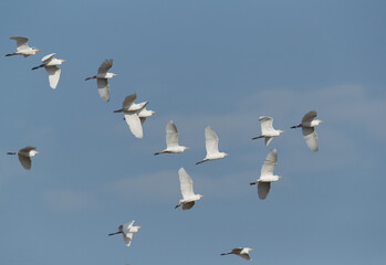 Cattle Egrets in flight at Buri farm, Bahrain