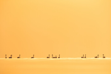 Naklejka na ściany i meble Silhouette of Greater Flamingos wading just after sunrise at Asker coast of Bahrain