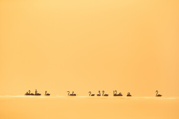 Silhouette of Greater Flamingos wading in the morning hours at Asker coast of Bahrai - obrazy, fototapety, plakaty