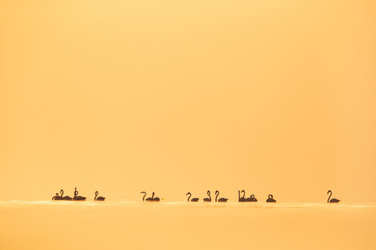 Silhouette of Greater Flamingos wading in the morning hours at Asker coast of Bahrai