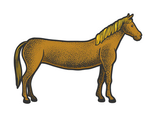 Long horse limousine color sketch engraving vector illustration. T-shirt apparel print design. Scratch board imitation. Black and white hand drawn image.