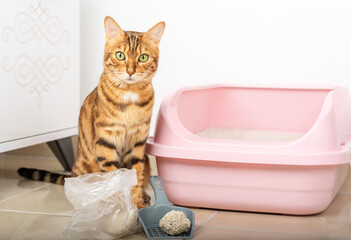 Domestic cat and scoop with clumping filler.
