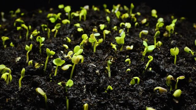 Growth of young green shoots from the ground close-up, macro timelapse