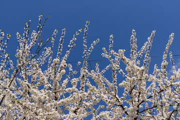 Beautiful branches of blossoming cherries. Beautiful abstract spring background.
