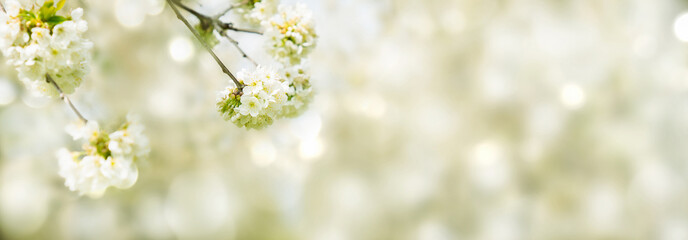 beautiful floral springtime background concept with copy space, apple tree flowers in sunshine on abstract blurred beige background with bokeh lights