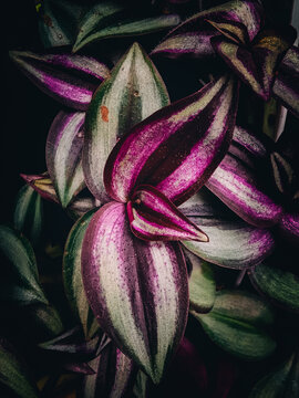 purple iris flower