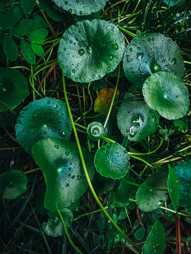 rain drops on a leaf