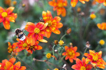 bee on orange flowers