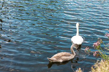 cygnets on the lake