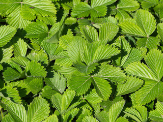 Background with green strawberry leaves. Macro photography of strawberry leaves on a background of green texture. Thickets of green juicy leaves of garden strawberries in a sunny garden. no berries