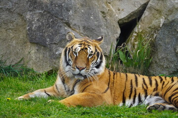 Bengal tiger