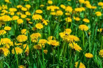 Bright yellow dandelions in the juicy green grass.