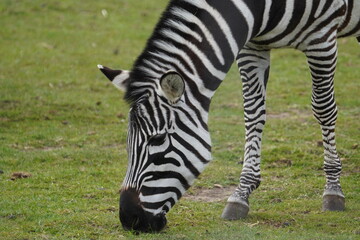 Fototapeta na wymiar Chapman's zebra