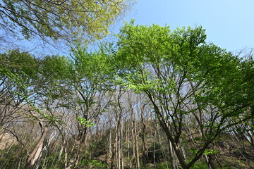 新緑の美しい季節に空を見上げて