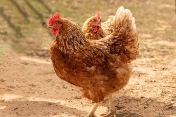 Two red chickens 