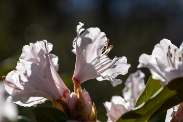Fototapeta na wymiar Rhododendron Blüte