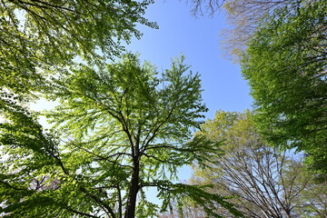 新緑の美しい季節に空を見上げて