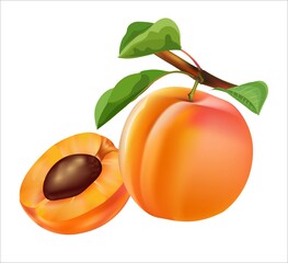 Apricot fruit vector illustration