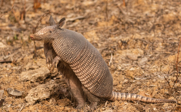 Armadillo Standing Upright 