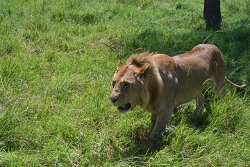 lion in the grass